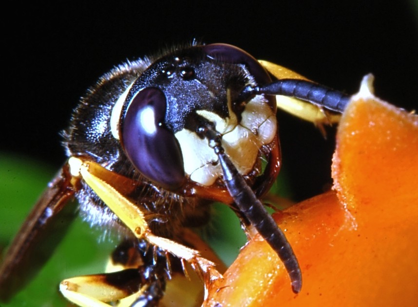 Cacyreus marshalli